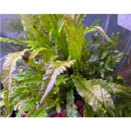 Microsorum sp. Short Dragon Tail