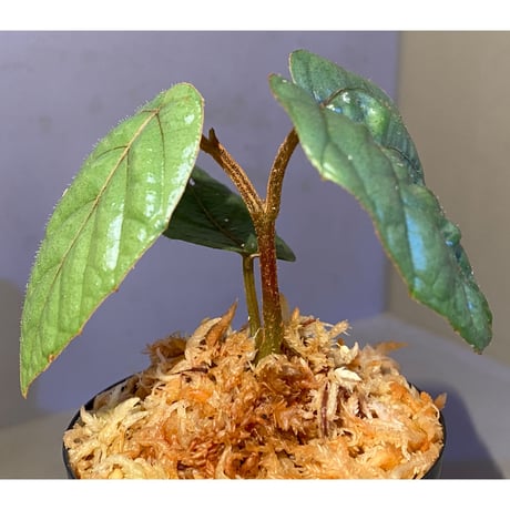 Pterisanthes sp. from Sabah-1 [R0515-01a]