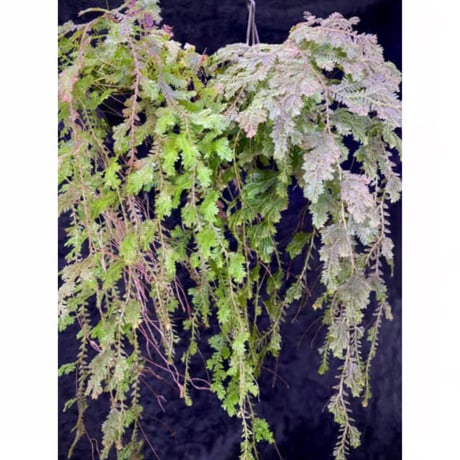 Selaginella sp. from Iquitos Peru [tanakay]