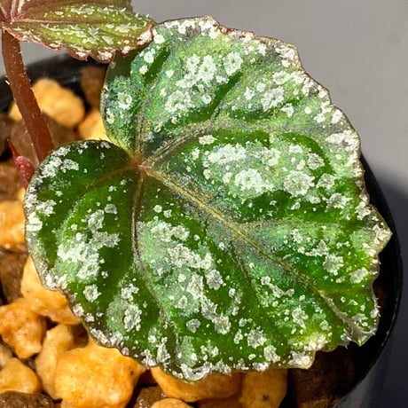 Begonia handelii var. prostrata from Viet Nam