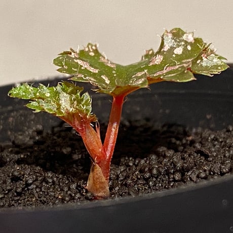 Begonia serratipetara from New Guinea