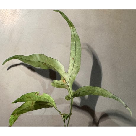 Colysis sp. from Son La Vietnam