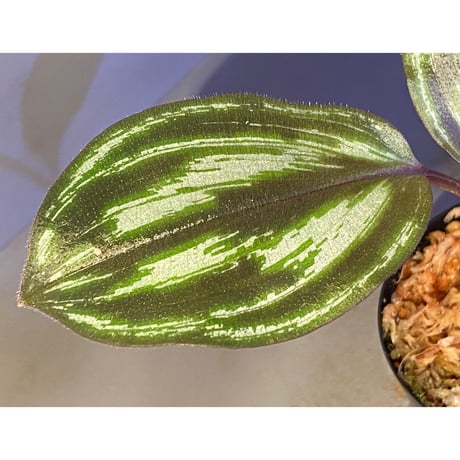 Spatholirion sp. from Guangxi