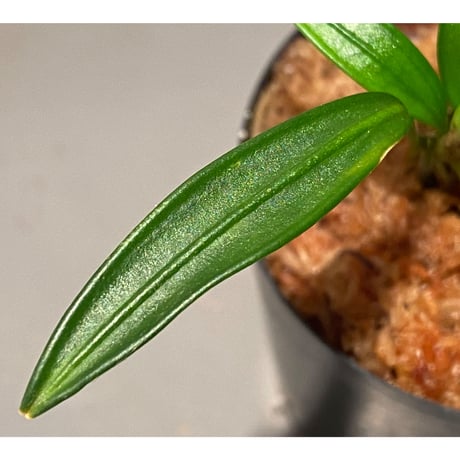 Pursegloveia minima from Sintang West Kalimantan
