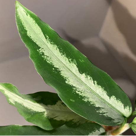 Aglaonema pictum from Aceh Sumatra [T-010519-b-2]
