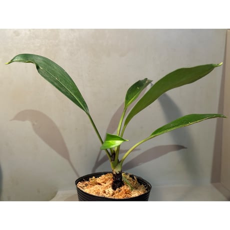Bakoa sp. from Sekadau West Kalimantan