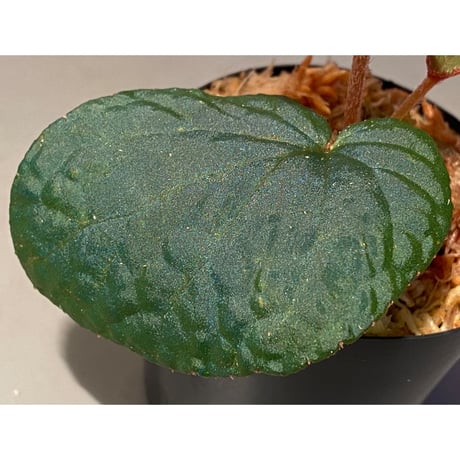 Begonia sp. from Bac Kan [YH1117] TK