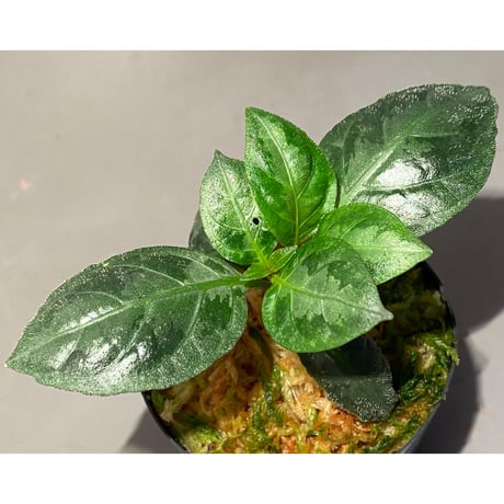 Gymnostachyum sp. from Aceh sumatera [LA1116-02]