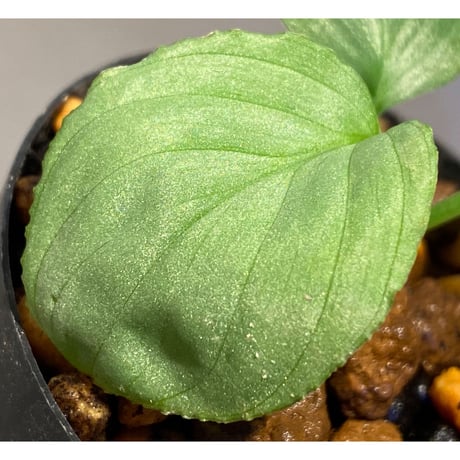 Homalomena sp. "Kayu Lapis" White Kal-barat [TB]