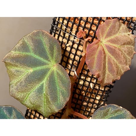 Begonia sp. from Sarawak ①