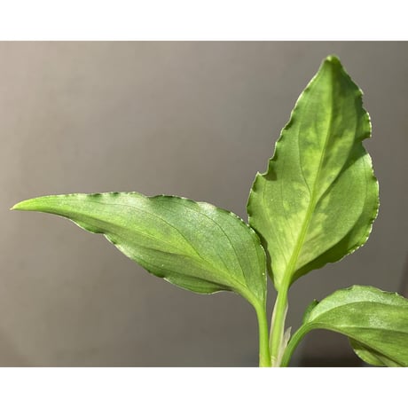 Aglaonema pictum GW1908 プレリュード"Padang sidempuan" [TB]