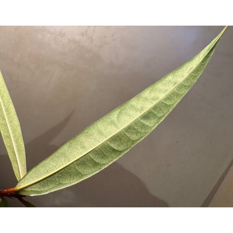 Labisia sp. from "Lebong" Bengkulu [TB]