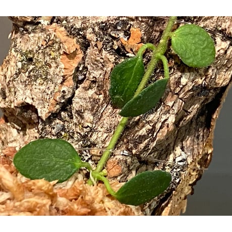 Hoya sp. from Timika Central Papua 伊藤蟻植物農園