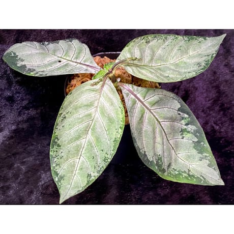 Gymnostachyum sp. "type C" f1 from Aceh Selatan [HW0816-02]