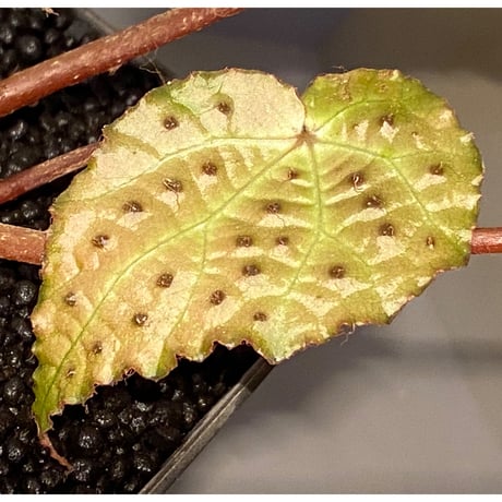 Begonia ferox from Northern Vietnam ②