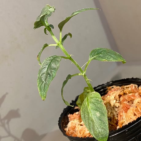 Ophiorriza sp. "鋼" from Aceh Selatan [HW0816-03]