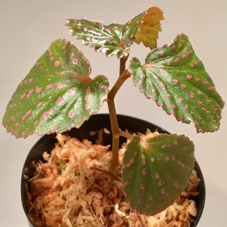 Begonia sp. from Saripoi [LA0813-2]