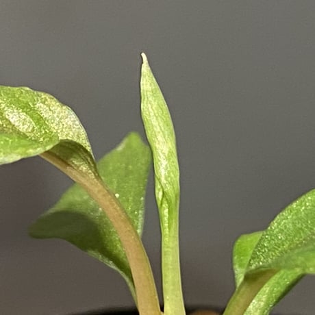 Homalomena sp. from Solok sumatera [LA0315-2]