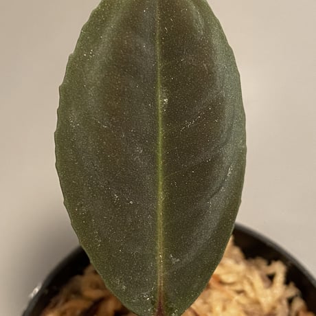 Ardisia sp. from Riau sumatera