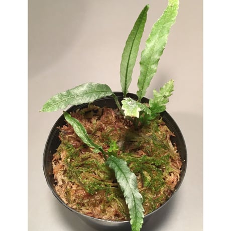 Microsorum sp. Short Dragon Tail