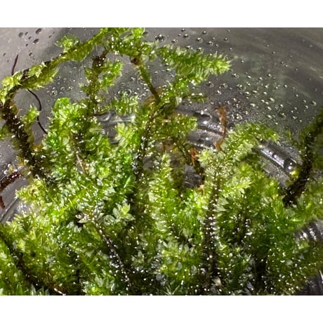 Taxiphyllum sp. from Lake Matano Sulawesi ①