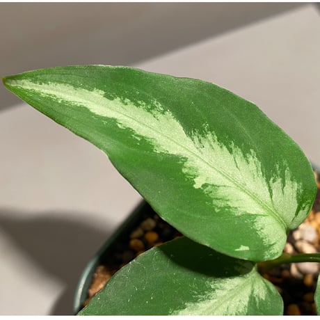 Aglaonema pictum A "しるば〜らいん" from Aceh sumatera [LA1118-06b]