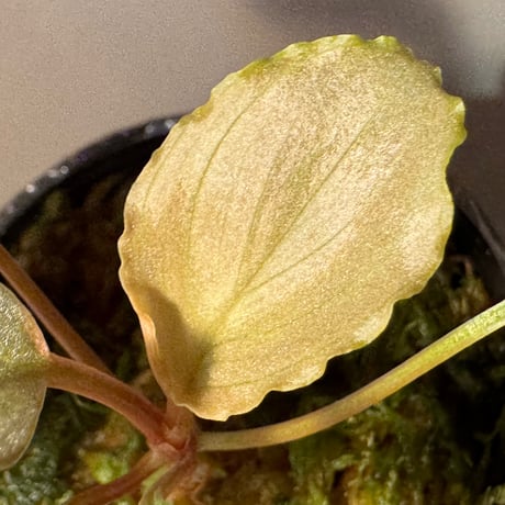 Homalomena sp. "Platinum Velvet" from Kepulauan Riau [KN]
