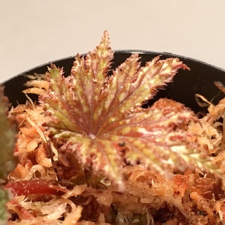 Begonia cv. Jaggy [LA0314-00-f1]