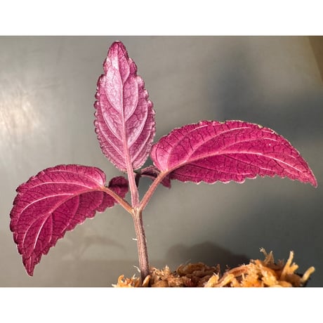 Hemigraphis alternata from Pulau Nias [HW0819-02]