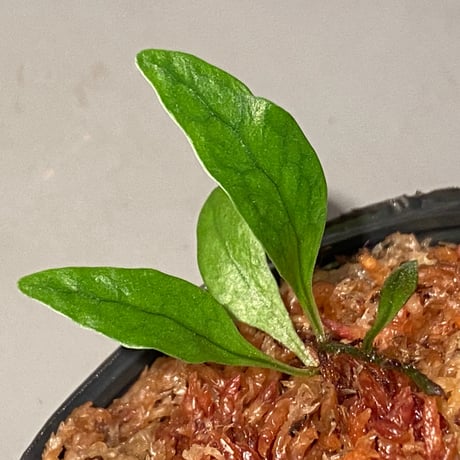 Microsorum sp. "Timika" Papua [TB]