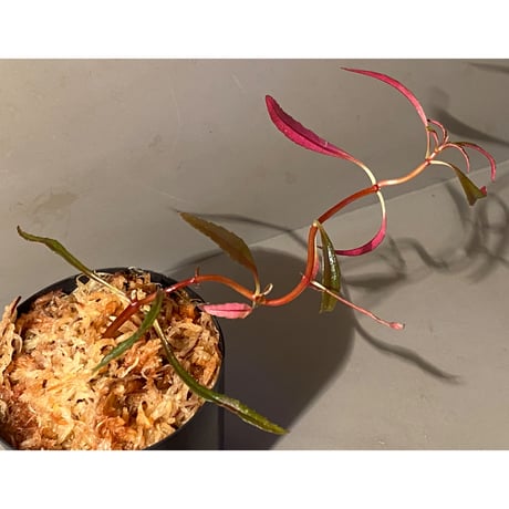 Sonerila linearis from Kedah Malaysia [LA0717-02]