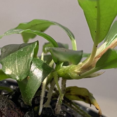 Bucepharandra sp from Kapuas-2【AZ0311-2】