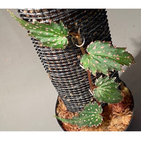 Begonia sp. from Luzon Aurora Philippines 標高500m付近　[KSB]