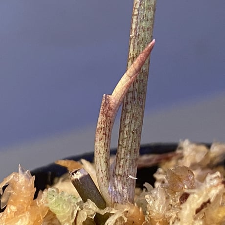 Syngonium sp. from Choco Colombia [tanakay]