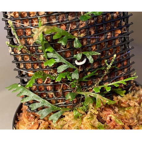 Teratophyllum aculeatum from Nanga pinoh [TB]