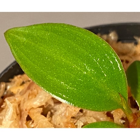 Philodendron sp. "Red Congo Compacta" ②