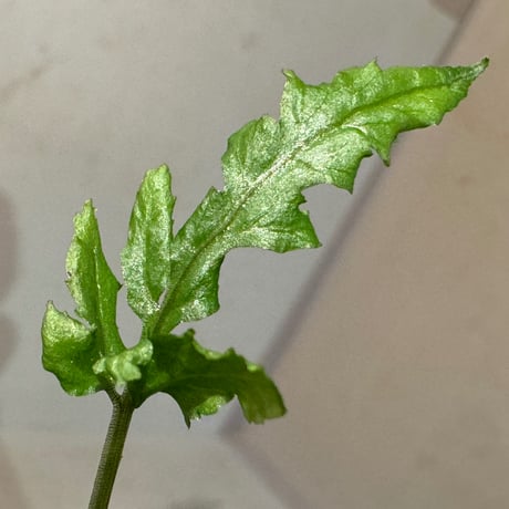 Bolbitis sp. from Siberut [LA 2012年]