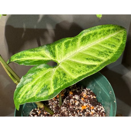 Syngonium podophyllum from Ecuador