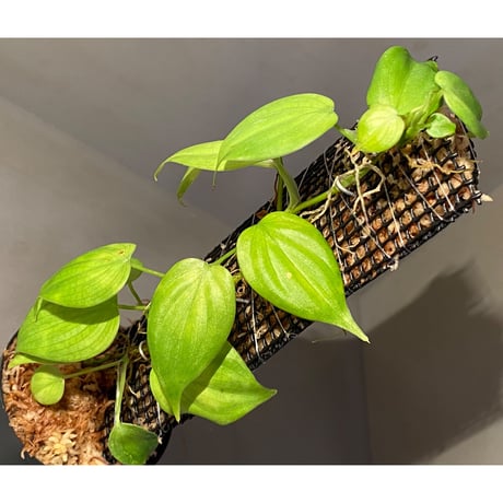 Philodendron sp. from Iquitos Peru [tanakay]