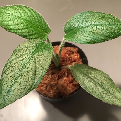 Schismatoglottis  sp. from Kapuas hulu