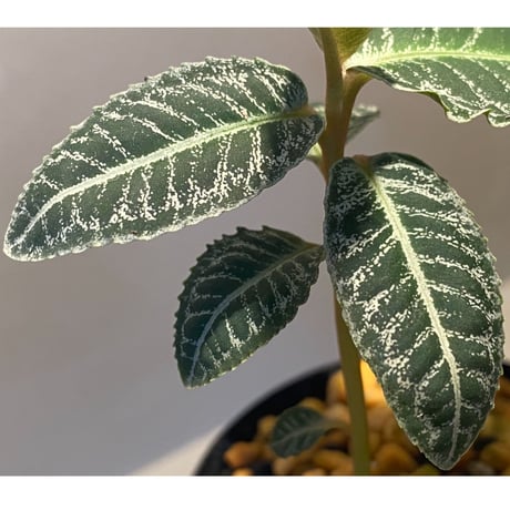 Ardisia sp. from Sumatera barat [TB]
