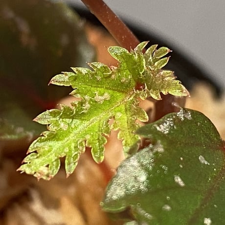 Begonia serratipetara from New Guinea