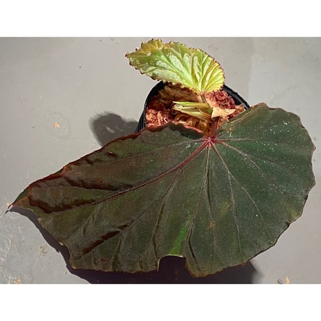 Begonia sp. from Lampung sumatera [LA1118-01]