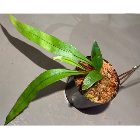 Asplenium sp. from Sangkhlaburi Kanchanaburi Thailand ②