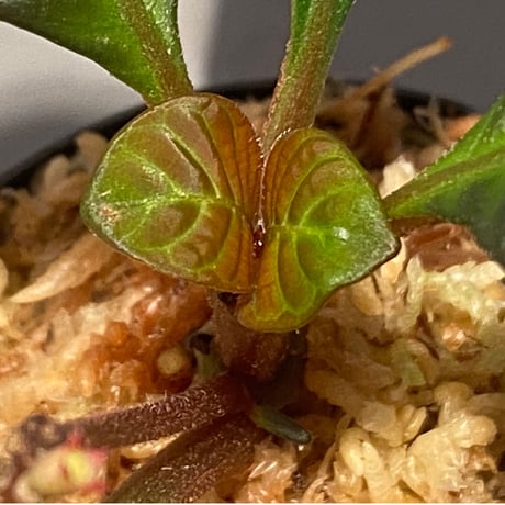 Hoffmannia discolor