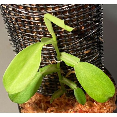 Epipremnum sp. from Khlong Yai Trat Thailand