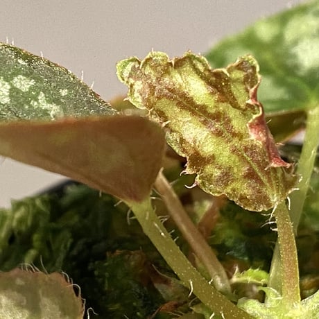 Begonia luzonensis