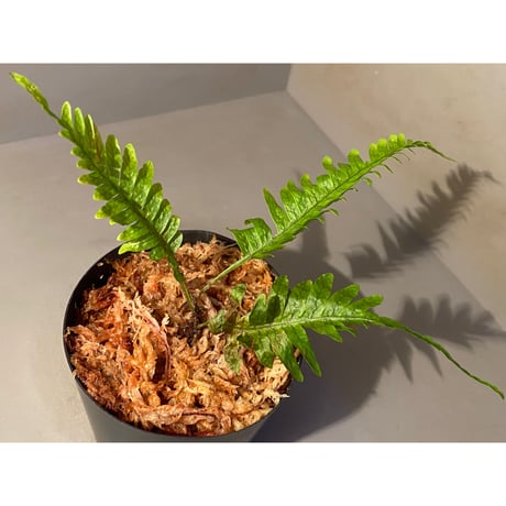 Polypodium sp. from Perak MALAYSIA [R0718-01]