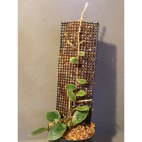 Pyrrosia nummularifolia from Santa Fe Luzon Philippines [KSB]