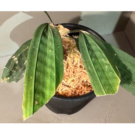 Mapania cuspidata from Bengkayang West Kalimantan
